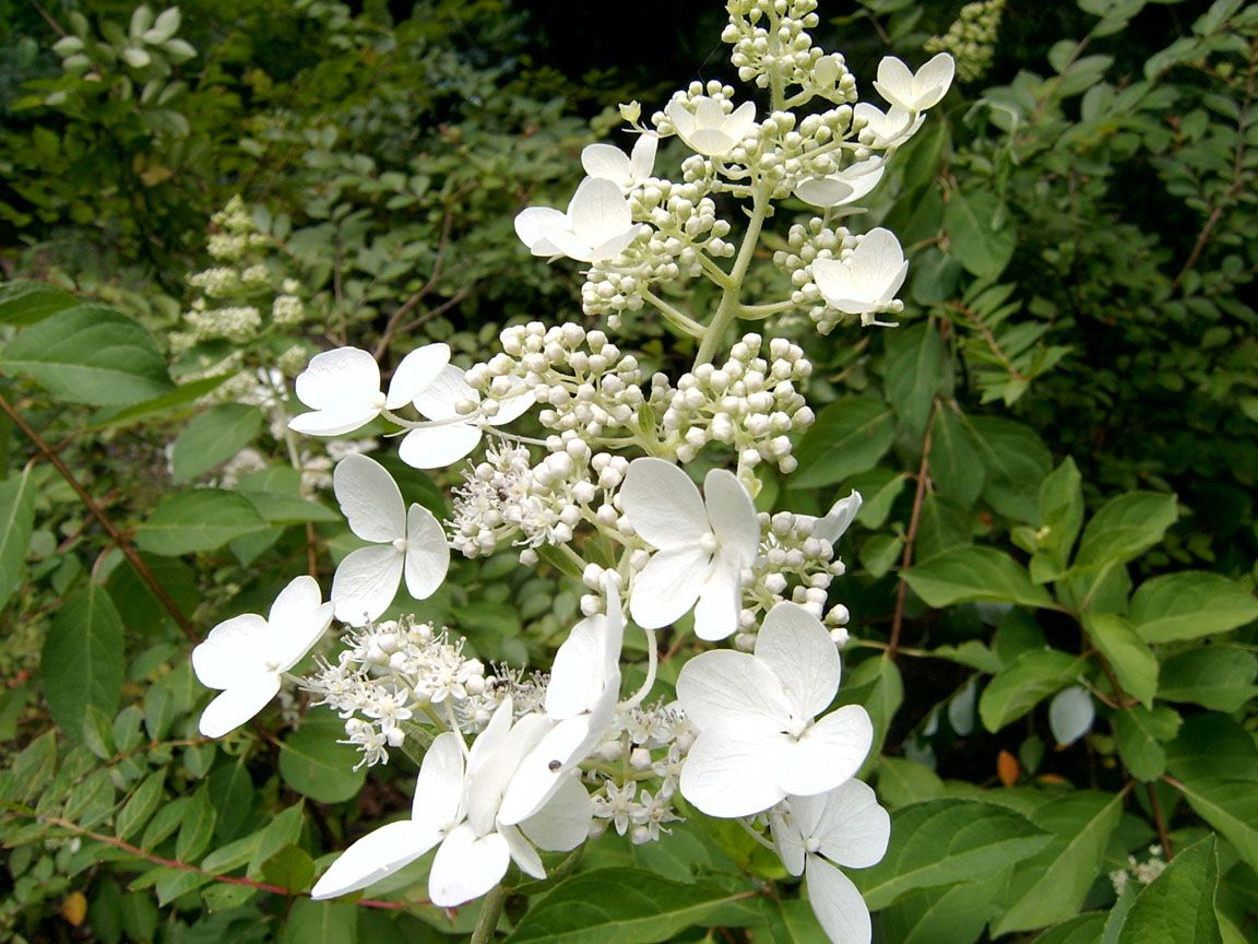 chantilly lace hydrangea paniculata chantilly lace