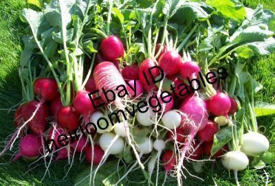 Radish Lovers Delight 9 Kinds of Radishes Over 250 Seeds Same Day 