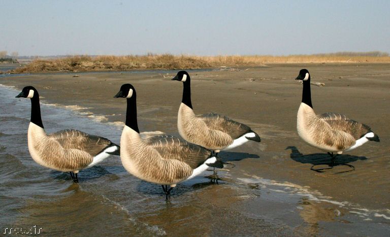 Dakota x Treme Honkers Canada GOOSE FB Sentry Decoys