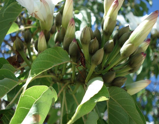 Ipomoea Arborescens Tree Morning Glory Unusual and RARE Flowering Tree