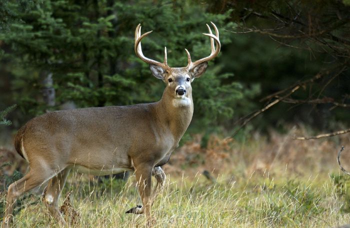 Deer Antlers 18 Spread 12 Tall 8 Point Nice and Even Large and Sharp