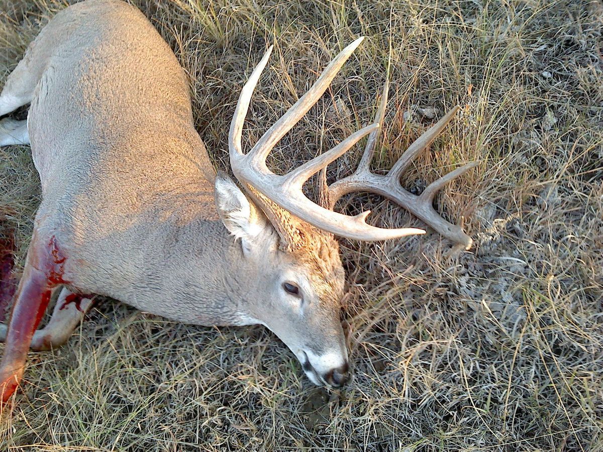   DAKOTA TROPHY ARCHERY WHITETAIL MULE DEER HUNT 2012 TRAIL CAM PICS