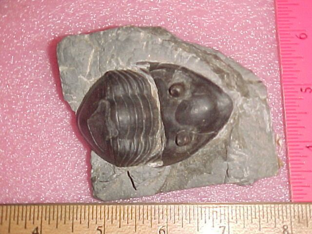 Trilobite Isotelus Gigas Dekay 1824