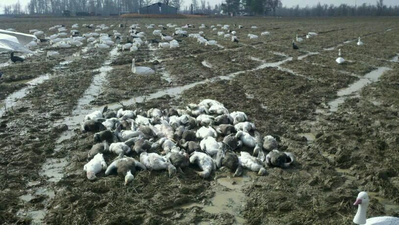  Arkansas Spring Snow GOOSE Hunt