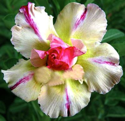 Adenium Obesum Desert RoseYellow Dream 50 Seeds