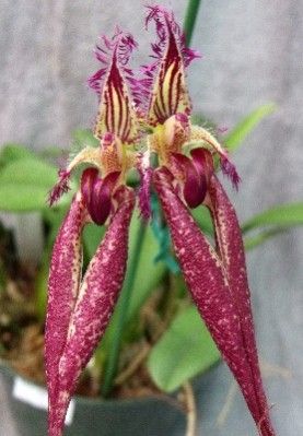 BULBOPHYLLUM DORIS DUKES ORCHID PLANT BLOOMING SIZE WITH BUDS