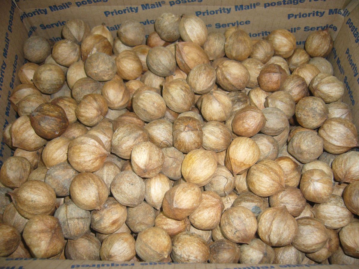 12 lb. Box of Small Hickory Nuts