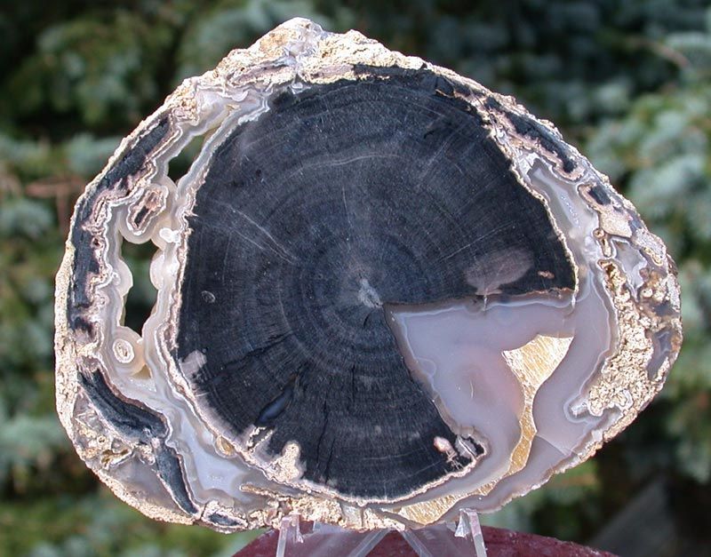 SIS Beautiful Wyoming Eden Valley Petrified Wood Round