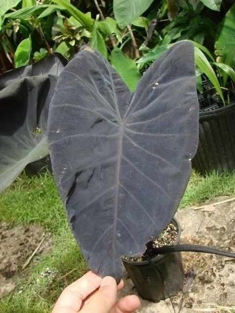 Elephant Ear Colocasia Esculenta Black Magic Live Plant