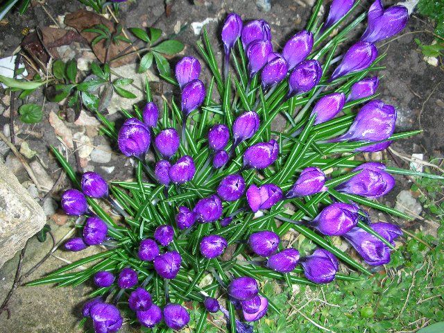  Ruby Giant  Bulbs Unique Purple Perennial Spring Flowers