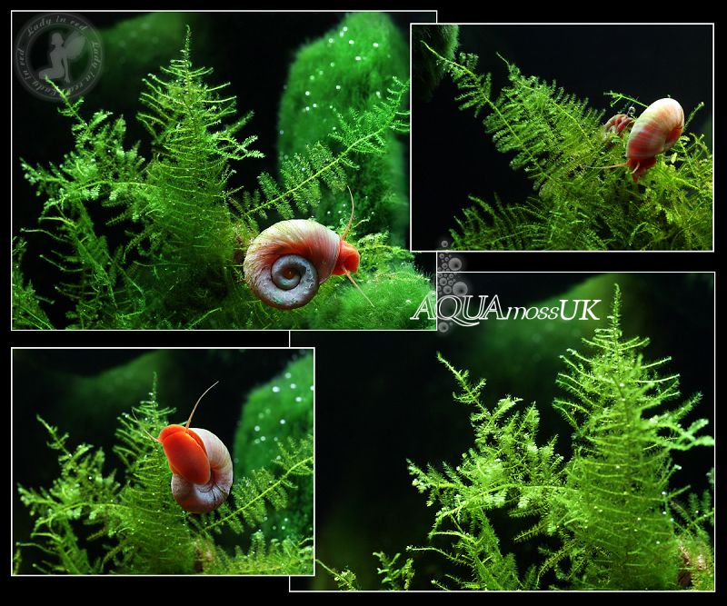  Christmas Moss RARE Live Plant Fish Shrimps Snails Tank x Moss