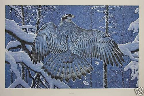 Randy Fehr Print Boreal Ghost Goshawk Art