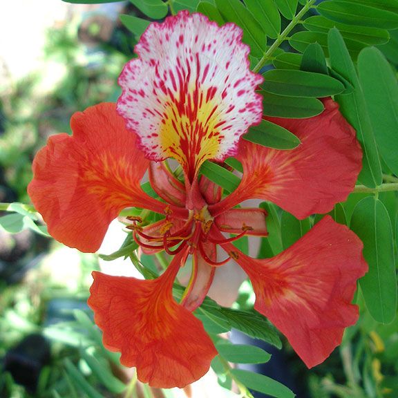 Delonix regia FLAMBOYANT TREE, ROYAL POINCIANA ~SEEDS~