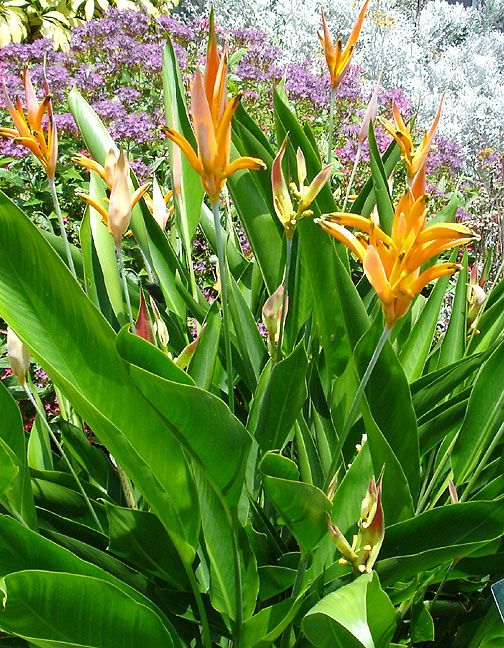  slow release fertilizer will keep the foliage green and the blooms