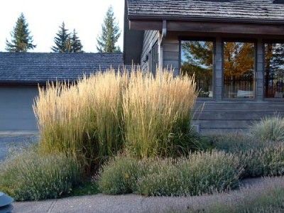 Grass, Karl Foerster Calamagrostis live plant, large 2x5 plugs