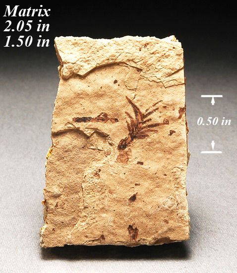  Florissant formation in Colorado. The leaves show great detail