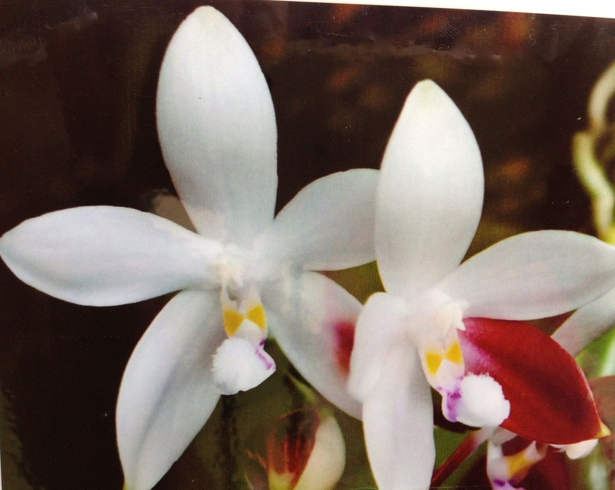 RARE FIND FRAGRANT PHAL TETRASPIS X SIB PHALAENOPSIS ORCHID