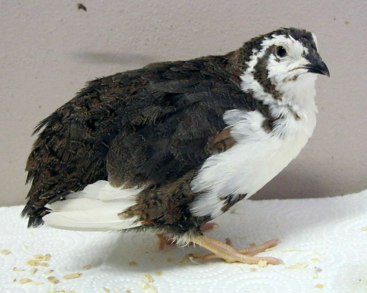 24+ Coturnix Japanese Feral Quail Hatching Eggs HYBRIDS from COLORFUL