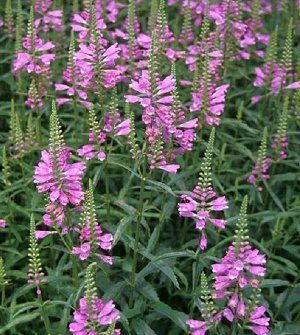  Plant Seeds ★ Pink Deep Lavender Pink Flowers ★ Hardy Plants