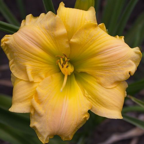 FAIRY CHARM PINK DAYLILY  DF   LIVE PLANTS   PERENNIAL FLOWERS