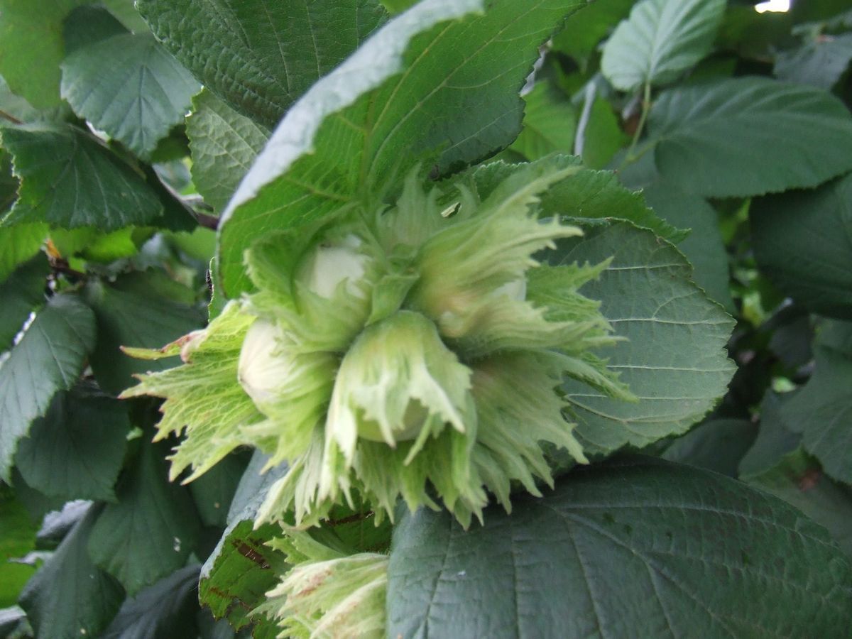 American Hazelnut Filbert Corylus Americana Seeds