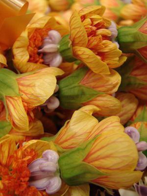 30 Flowering Maple Tree Shrub Chinese Bell Flower Seeds