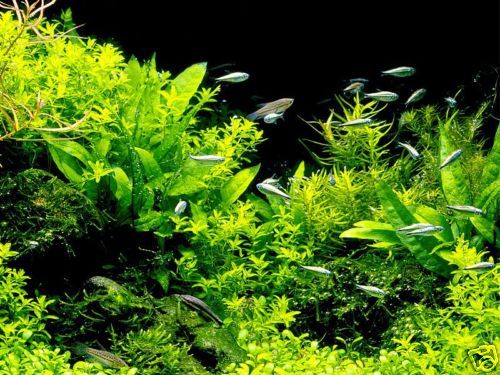 Java Fern x 3 1 Free Live Aquarium Plant Moss Anubias