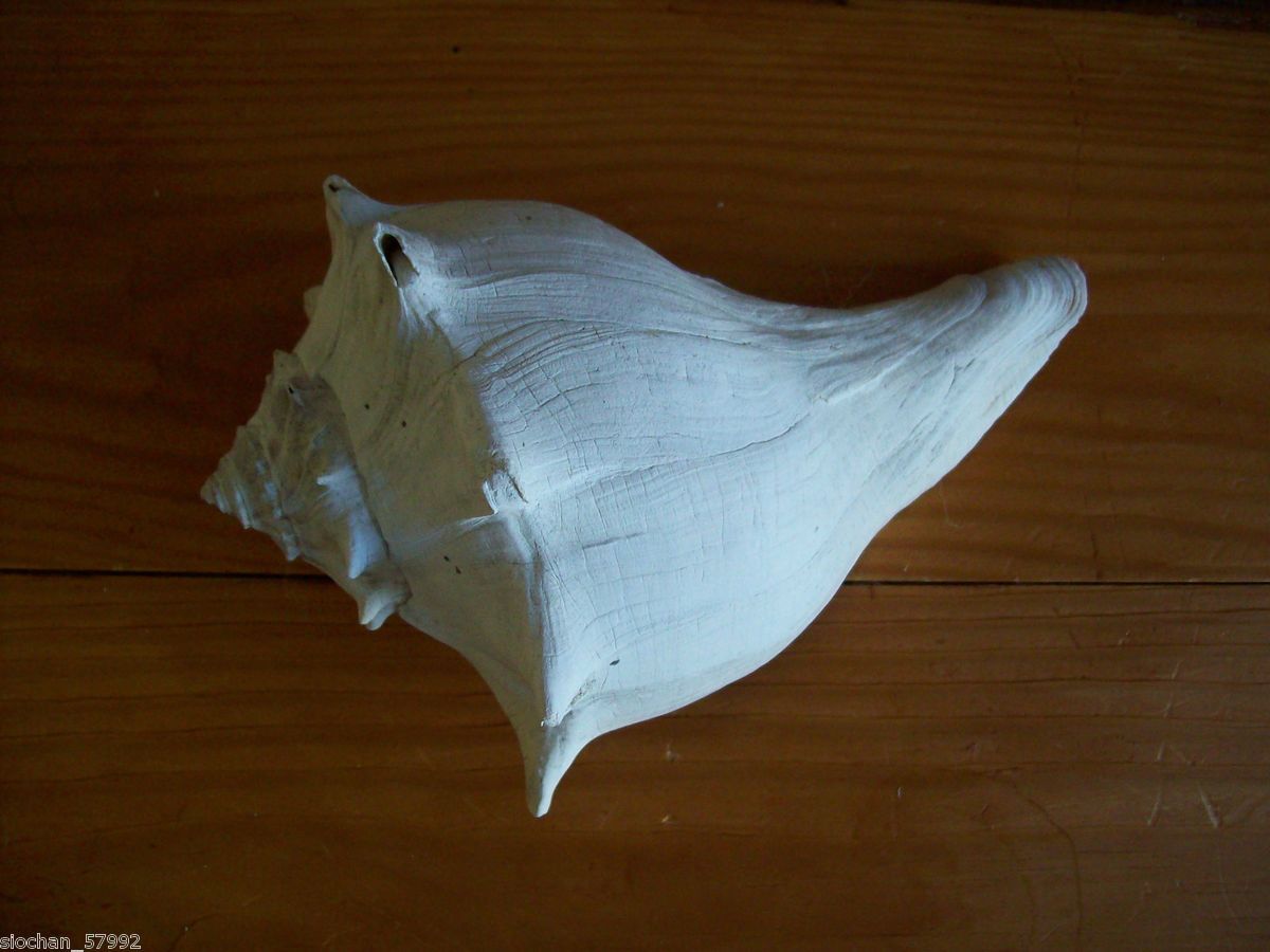 Huge Natural Seashell for Aquarium Fish Tank