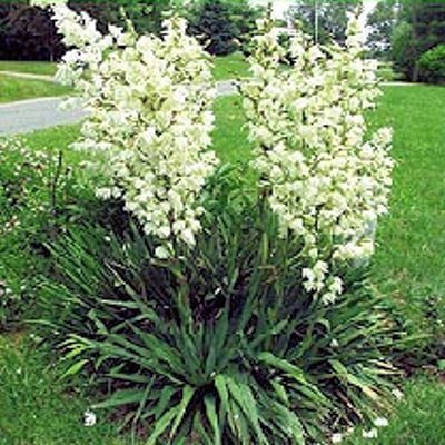 Yucca Filamentosa Adams Needle Zone 5 Hardy 10 Seeds