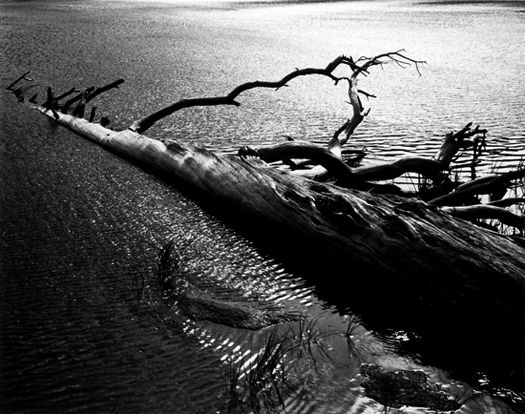 HENRY GILPIN FALLEN TREE IN LAKE 8X10 PHOTOGRAPH   