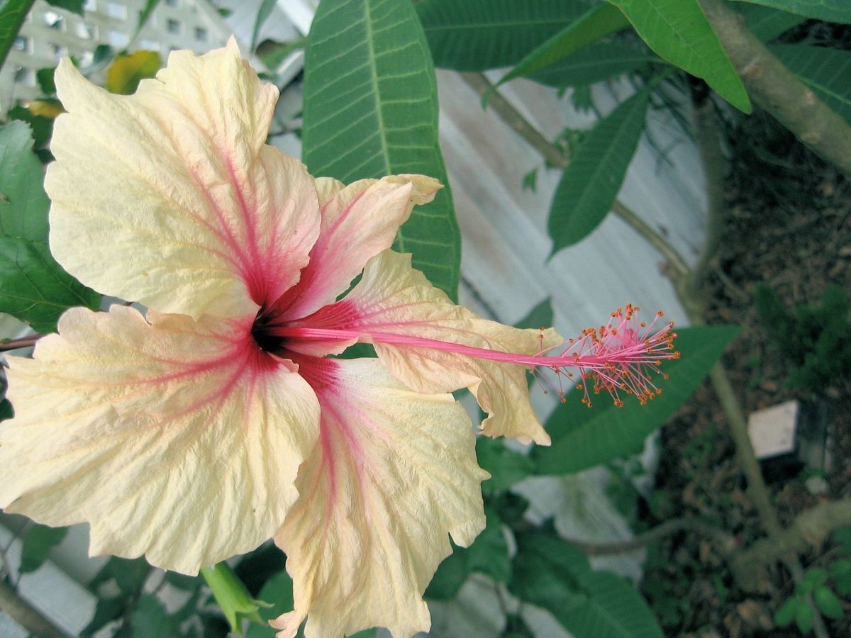 Hibiscus Tree Plant RARE Heirloom Cultivar Sprinkle Rain Apricot Pink