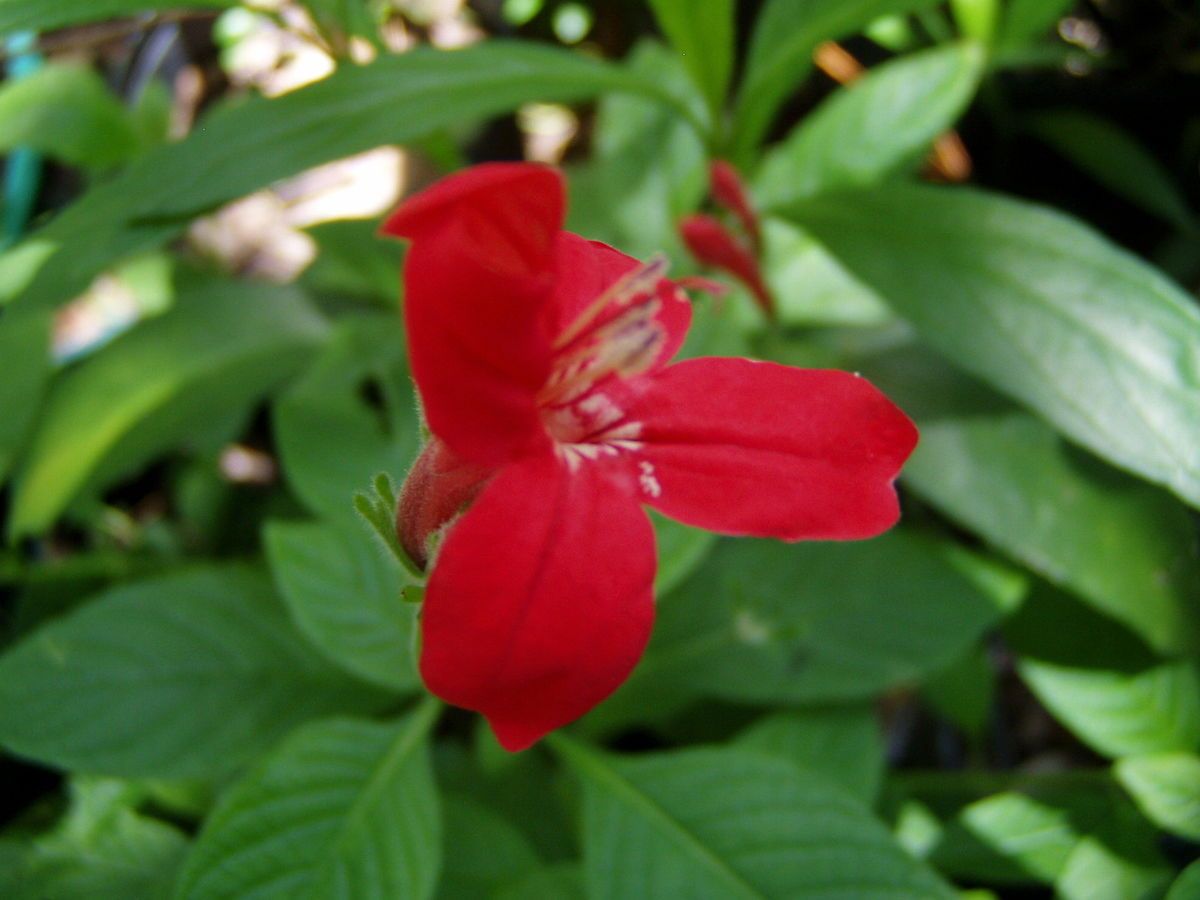 Anisacanthus Quadrifidus Wrightii Hummingbird Bush