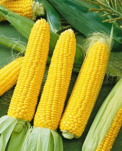 Vegetable Seeds Corn Incredible Hybrid Garden Seed