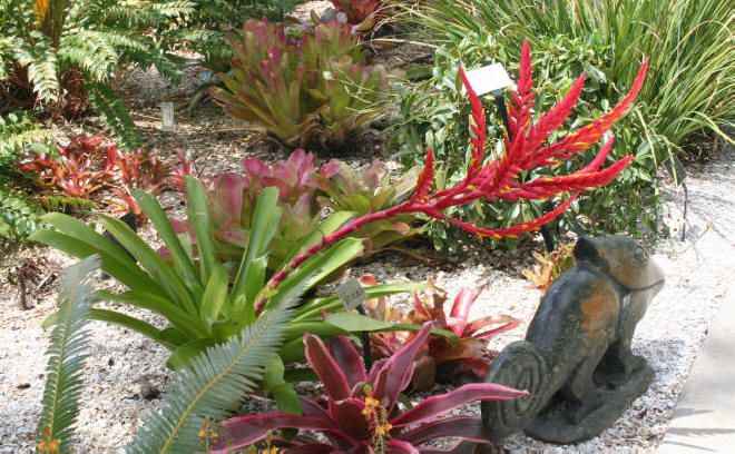 Bromeliads Vriecantarea Inferno Blooms Fire