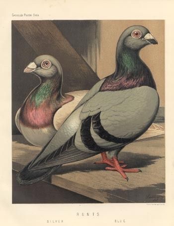 ILLUSTRATED BOOK OF PIGEONS CASSELL 50 CHROMOS FROM PAINTING BY J W