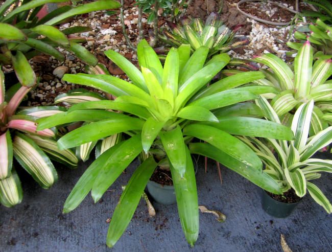 Bromeliads Vriecantarea Inferno Blooms Fire