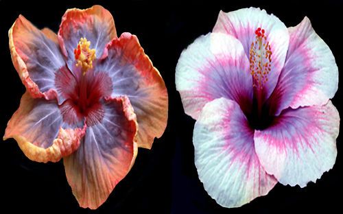 Hibiscus Hybrid Seeds Voodoo Queen x Moon Maiden