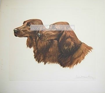 Leon Danchin Original s N Etching 2 Irish Setters Head