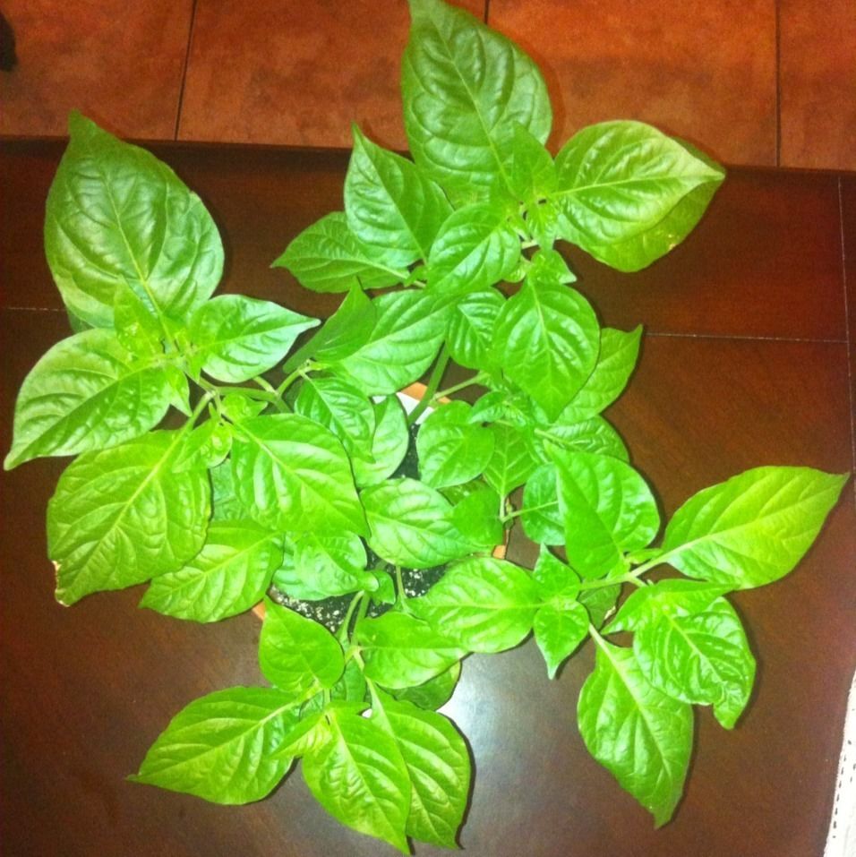 Trinidad Moruga Scorpion Live Plant Worlds Hottest Pepper Beats 7 Pot