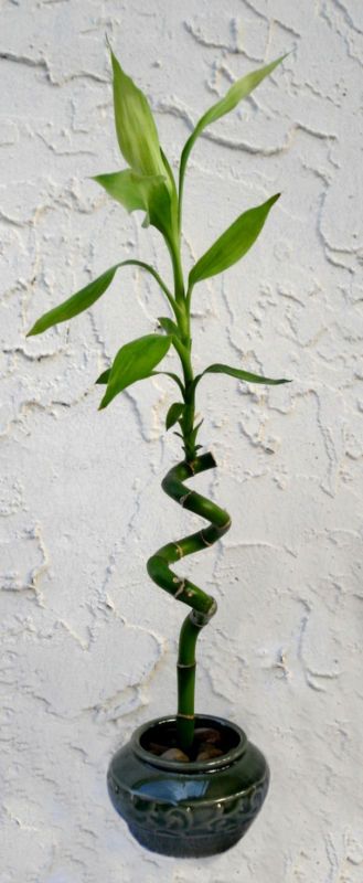 Lucky Bamboo Arrangement Spiral in Green Ceramic