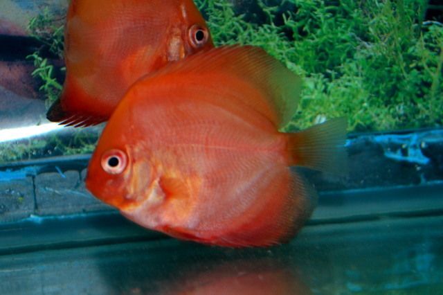 Tropical Fish Live Discus 3 Strains 6 Fish