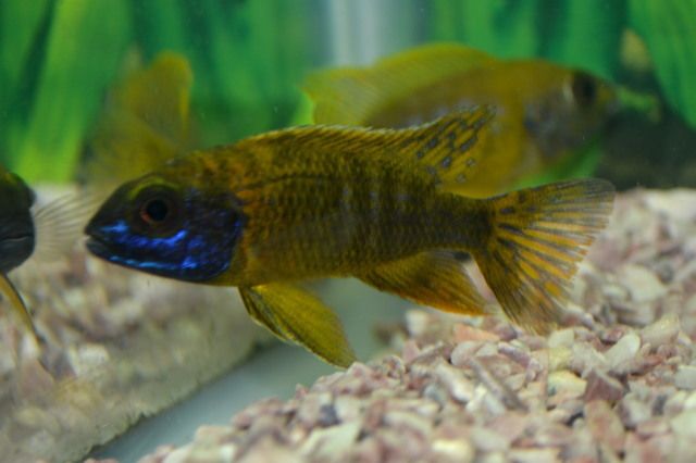 Tropical Fish African Cichlids Malieri Island Sunshine Peacocks 3 Lot