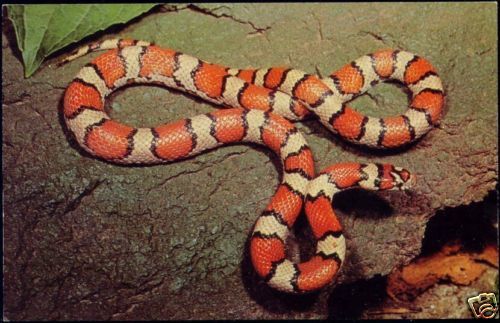 Non Poisonous Red Milk Snake Serpent 1960s