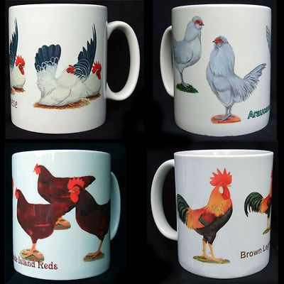 MUGS POULTRY, BANTAM BREEDSARA UCANA, JAPANESE, LEGHORNS, RHODE