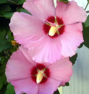 50 DARK PINK ROSE OF SHARON HIBISCUS Syriacus Flower Tree Bush Seeds