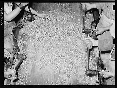 Mexican pecan shellers cracking nuts. Union plant. San Antonio,Texas
