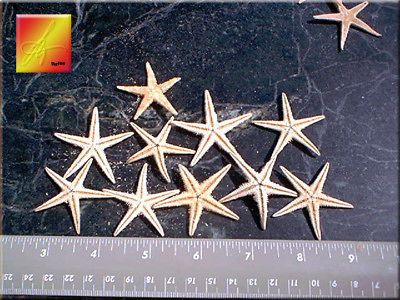 Flat Starfish 1/4  7/8 Natural Beach Wedding Decor & Crafts BULK