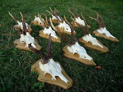 SET 11 VINTAGE BLACK FOREST ROE DEER ANTLERS ART DECO OLD GERMANY