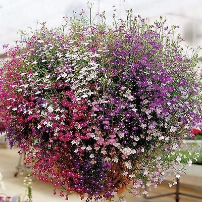 LOBELIA *Cascade Color Mixture* Trailing Annual SEEDS