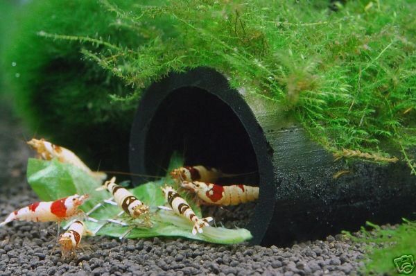 BambooHome for Shirakura Live Cherry Crystal Red Shrimp